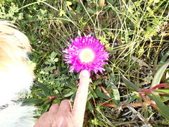 Carpobrotus aequilaterus