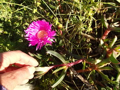 Carpobrotus aequilaterus