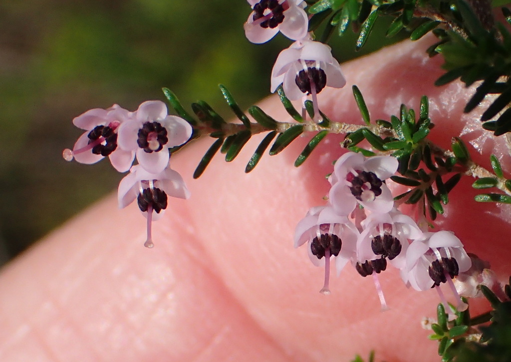 Minibell Heaths