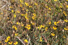 Bossiaea prostrata