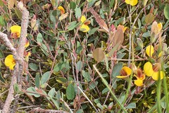 Bossiaea prostrata