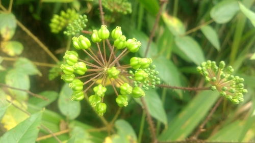Chinese angelica tree (Aralia chinensis)