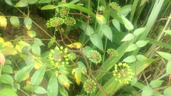 Aralia chinensis