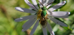 Agapostemon virescens