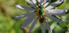 Agapostemon virescens