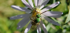 Agapostemon virescens