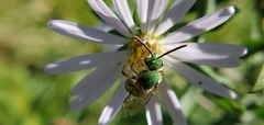 Agapostemon virescens