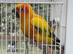 Aratinga solstitialis
