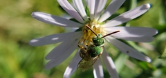 Agapostemon virescens