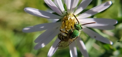 Agapostemon virescens
