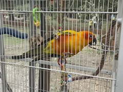Aratinga solstitialis