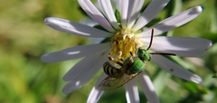 Agapostemon virescens