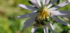Agapostemon virescens