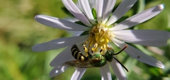 Agapostemon virescens