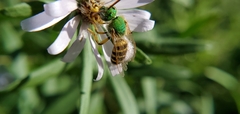 Agapostemon virescens