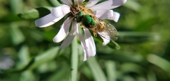 Agapostemon virescens