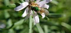 Agapostemon virescens