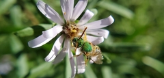 Agapostemon virescens