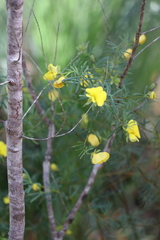 Gompholobium virgatum