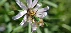 Agapostemon virescens
