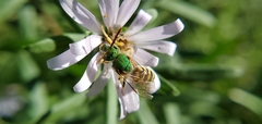 Agapostemon virescens