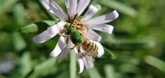 Agapostemon virescens