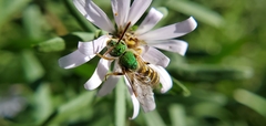 Agapostemon virescens