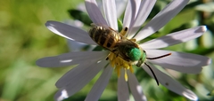 Agapostemon virescens