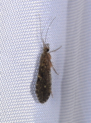Rhyacophiloidea
