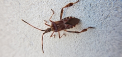 Leptoglossus occidentalis