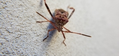 Leptoglossus occidentalis