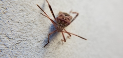 Leptoglossus occidentalis