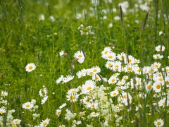 Leucanthemum vulgare