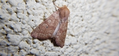 Noctuinae