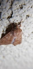 Noctuinae