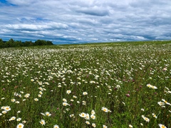 Leucanthemum vulgare
