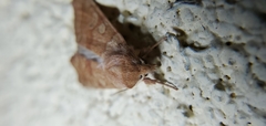 Noctuinae