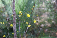 Gompholobium virgatum