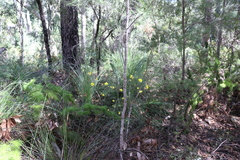 Gompholobium virgatum