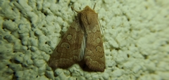Noctuinae