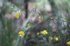 Gompholobium virgatum