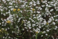 Olearia minor