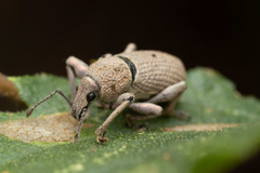 Geonemus flabellipes