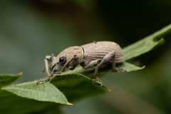 Geonemus flabellipes