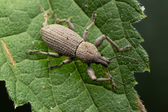 Geonemus flabellipes