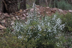 Olearia minor