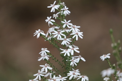 Olearia minor
