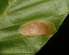 Parornix fagivora