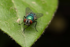 Luciliinae