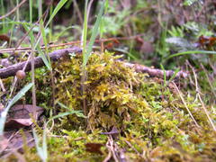 Homalothecium arenarium